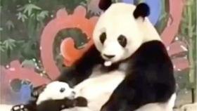 吃瓜小老头视频下载安装,轻松获取热门内容