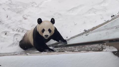 吃瓜小老头视频下载安装,轻松获取热门内容