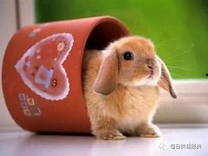 兔宝妮吃瓜视频,揭秘娱乐圈幕后故事