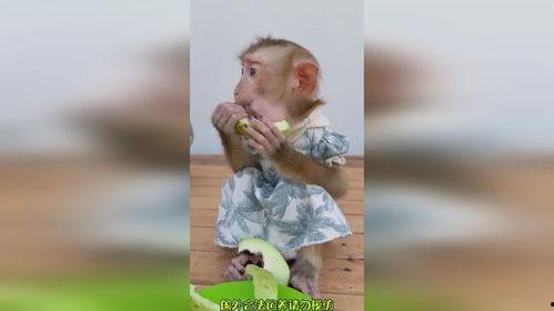 吃瓜都饿了吧搞笑视频