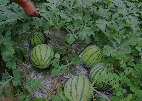 山西太谷吃瓜最新事件视频