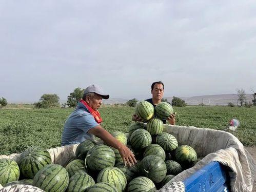 九龙坡区吃瓜事件视频,一场引发热议的网络风波