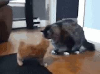 吃瓜群众笑话视频