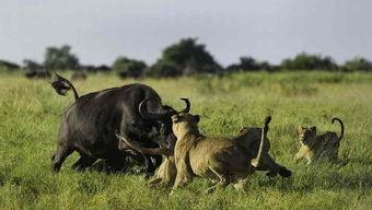 牛可以吃土瓜吗视频教程,揭秘土瓜成为牛儿新宠的奥秘