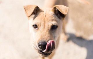 狗怎么吃蓝瓜好吃呢视频,狗狗喜爱的美味秘诀