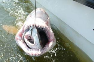 鲨鱼吃瓜视频大全,奇趣海洋食性全记录