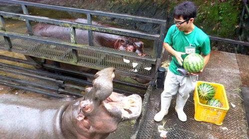 河马吃瓜饲养员视频