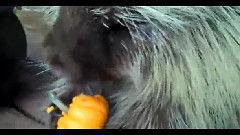 吃瓜视频搞笑歌曲